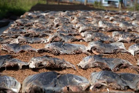 Tuna drying process on the coast of Sri Lanka Stock Photos