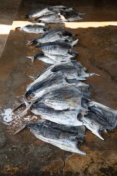 Tuna drying process on the coast of Sri Lanka Stock Photos