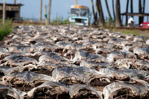 Tuna drying process on the coast of Sri Lanka Stock Photos