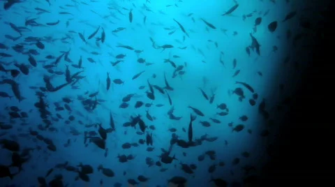 Tuna Feeding Stock Footage 735739