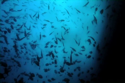 Tuna Feeding Stock Footage 735895