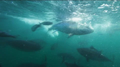Tuna feeding Stock Footage