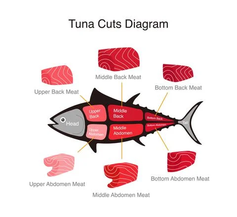 Tuna fish cuts diagram, vector illustration Stock Illustration