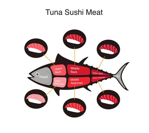 Tuna fish cuts diagram, vector illustration Stock Illustration