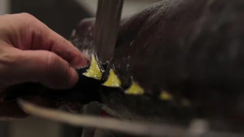 Tuna Fish Stock Footage 147588002