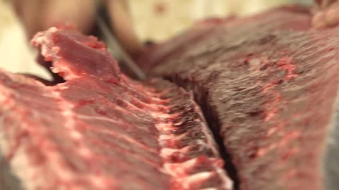 Tuna Fish Stock Footage 147588766