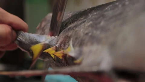 Tuna Fish Stock Footage 147590991