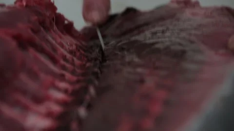 Tuna Fish Stock Footage 147591000