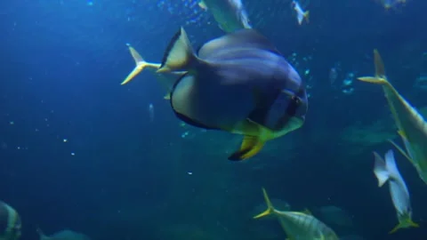 Tuna fish  Stock Footage 317998771