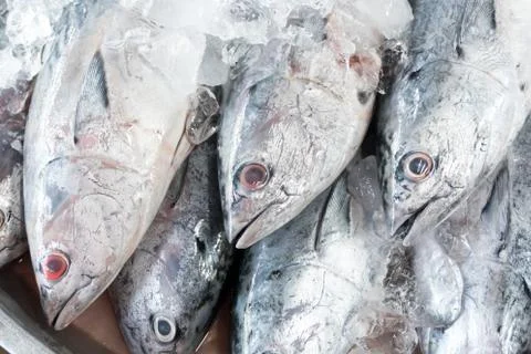 Tuna Fish on Ice Stock Photos