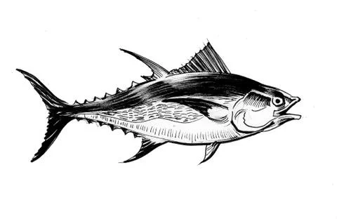 Tuna fish Stock Illustration