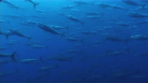 Tuna Fish Migrating Across the Ocean Stock Footage 283517739