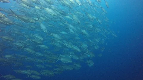 Tuna fish in ocean Stock Footage 101891541