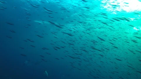 Tuna fish in ocean Video stock 101931856