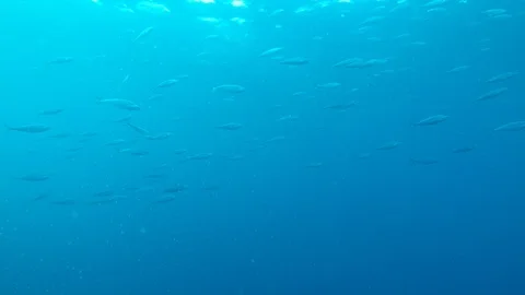 Tuna fish in ocean Vídeo Stock 104405973