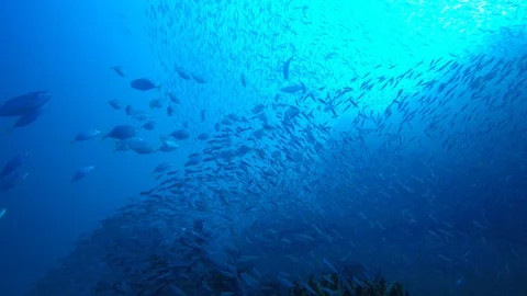 Tuna fish in ocean Stock Footage 105101635