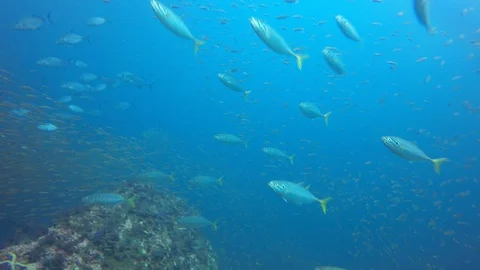 Tuna fish in ocean 스톡 동영상 105153065