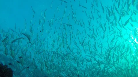 Tuna fish in ocean Vídeo Stock 107640483