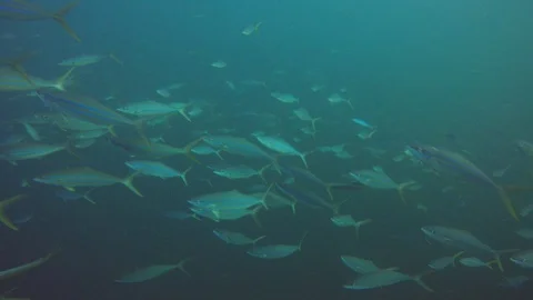 Tuna fish in ocean Stock Footage 128996615