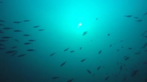Tuna fish in ocean Stock Footage 129140259