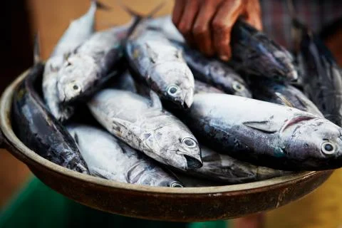 Tuna fish Stock-Fotos