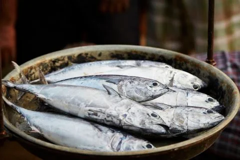 Tuna fish Fotos Stock
