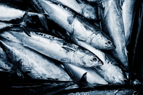 Tuna fish 스톡 사진