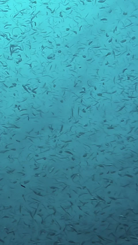 Tuna fish school gliding through the Philippines' underwater paradise 스톡 동영상 340437566