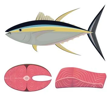 Tuna fish in section, color vector isolated illustration Stock Illustration