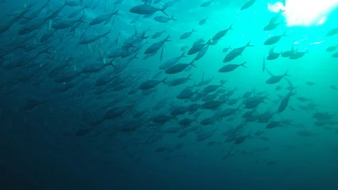 Tuna fish underwater Video stock 101890971
