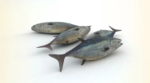 Tuna Video stock 8621150