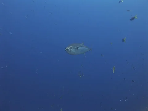 Tuna Stock Footage 98670014
