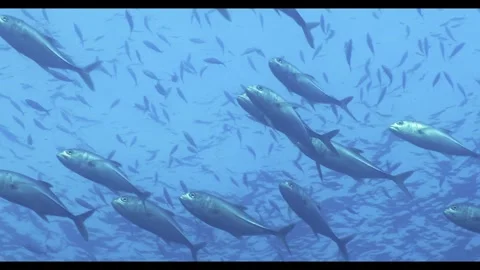 Tuna Stock Footage 315267795