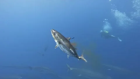 Tuna Fry Final Struggle — Close-Up Death Scene (6s) Stock Footage 311111812