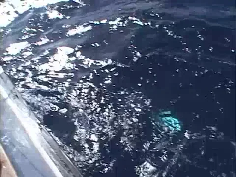 Tuna gaffed 스톡 동영상 2895668