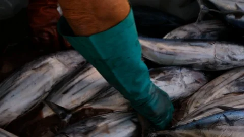 Tuna getting loaded into distribution truck Stock Footage 104764697