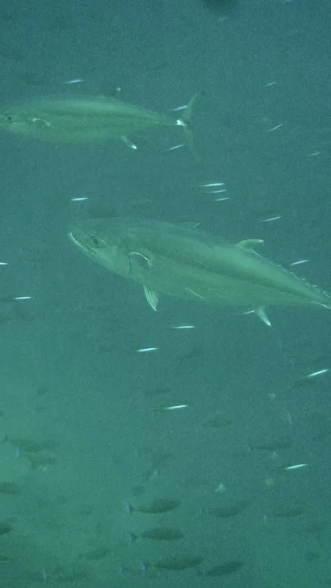 Tuna gliding through small schooling fishes Stock-Footage 325731784