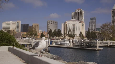 Tuna Harbor Pan Stock Footage 31745406