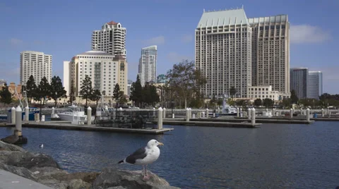 Tuna Harbor RT 스톡 동영상 31746460