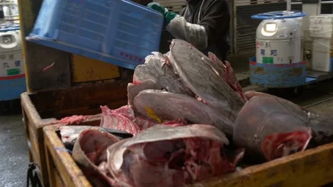 Tuna Heads Inside The Biggest Fish Market In Tokyo, Japan Stock Footage 158994167