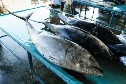 Tuna lies on the table in the bazaar Stock Photos