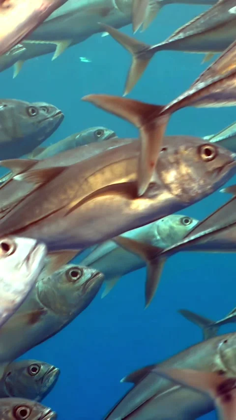 Tuna Migration Amazing Slow Motion Underwater Shot in Pacific Ocean Video stock 320060111