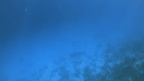 Tuna or Jack fish like fish - Snorkling and diving in the Red Sea Stock Footage 230883027