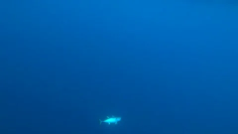 Tuna outline in the deep water Stock Footage 253494583