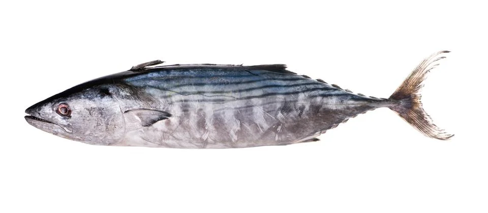 Tuna Stock Photos