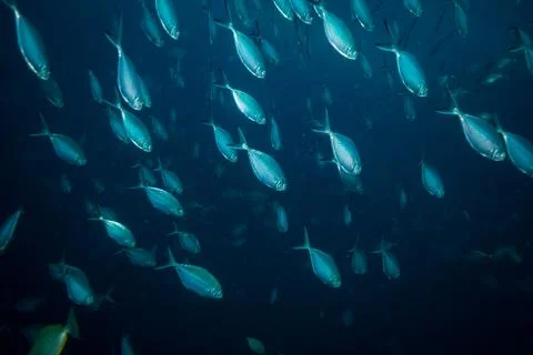 Tuna Stock Photos