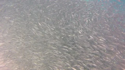 Tuna scaring fish Stock Footage 311779500