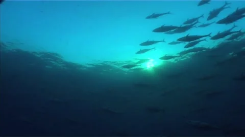 Tuna School Migrating in the Deep Sea, Sunset Stock Footage 283518788