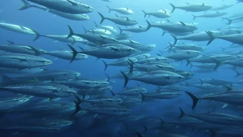 Tuna School Passes Camera and Forms Circular Swimming Pattern Stock Footage 311122159