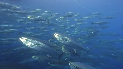 Tuna School Rotating in Front of Camera with Wide and Close Shots Stock Footage 311122308